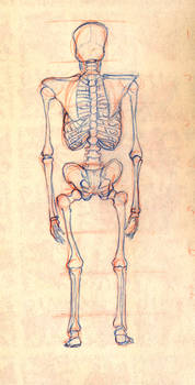 Skeleton Study - Back