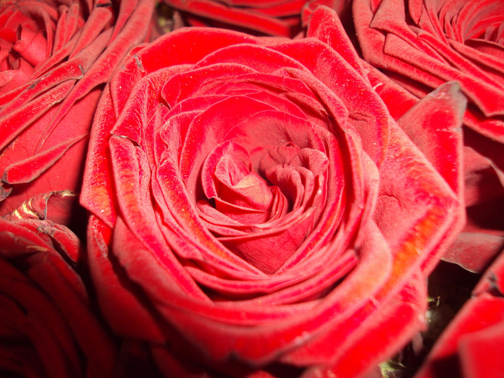 my roses are bruised by Starsieinwonderland on DeviantArt