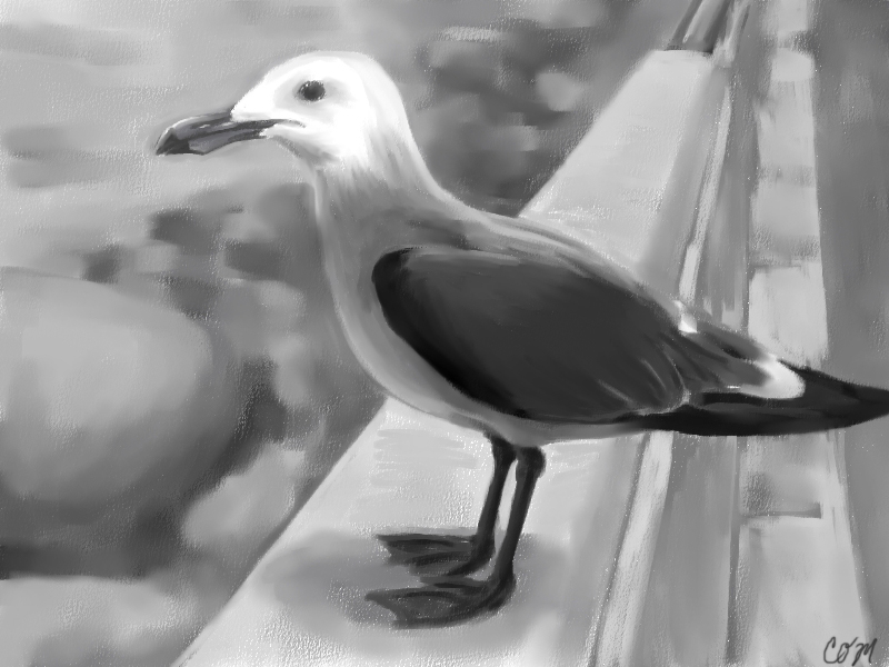 Seagull