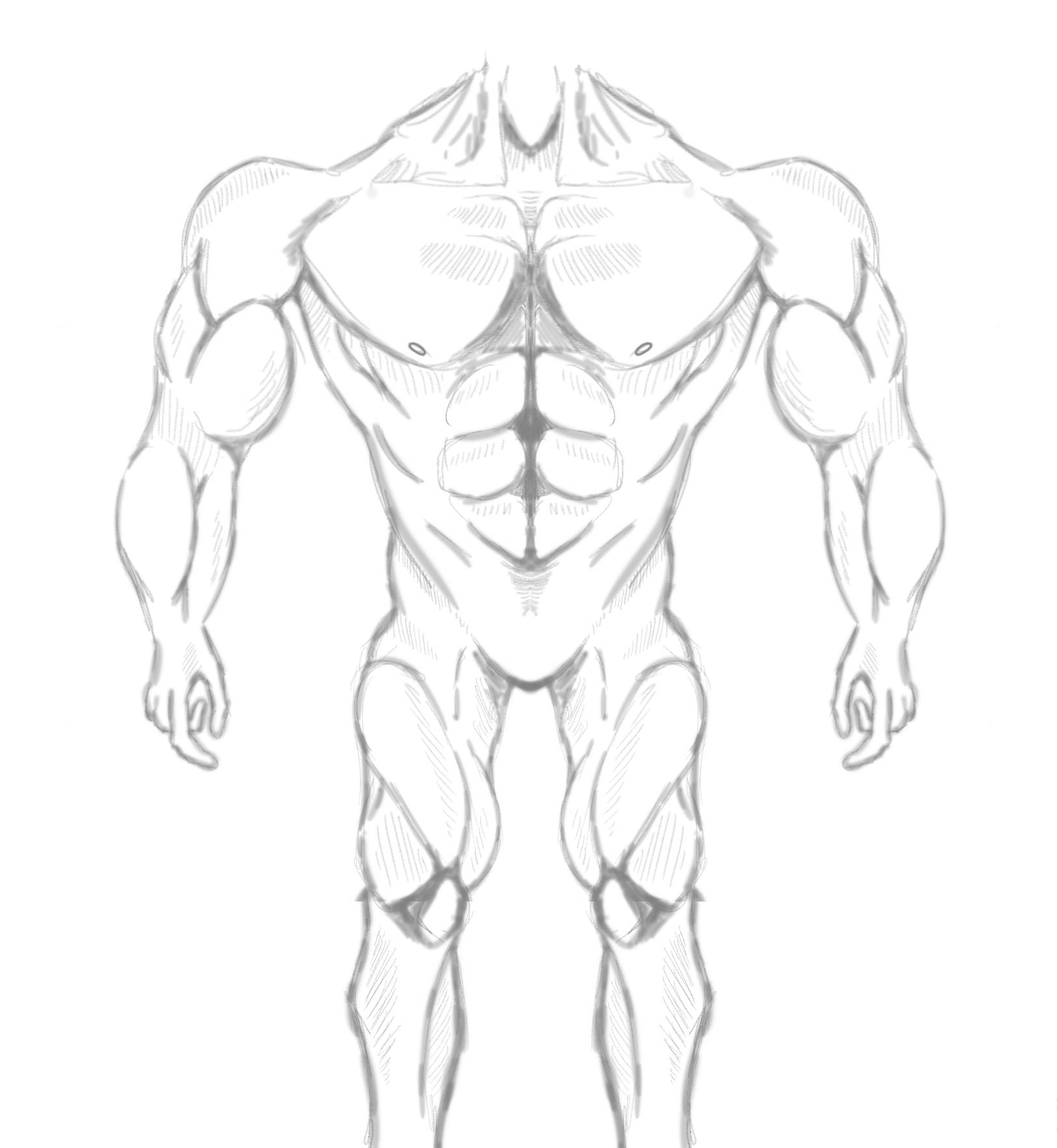 Muscle #4 Template by alvaroimanol on DeviantArt