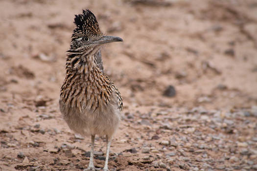 Roadrunner