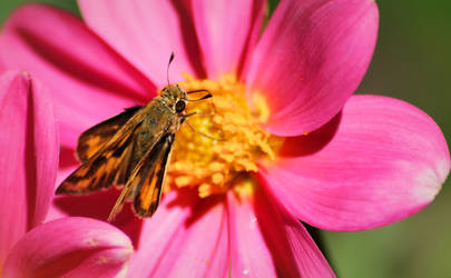 Moth on Flower