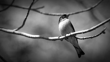 Goldfinch in Gray