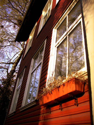 Dead plants and reflections