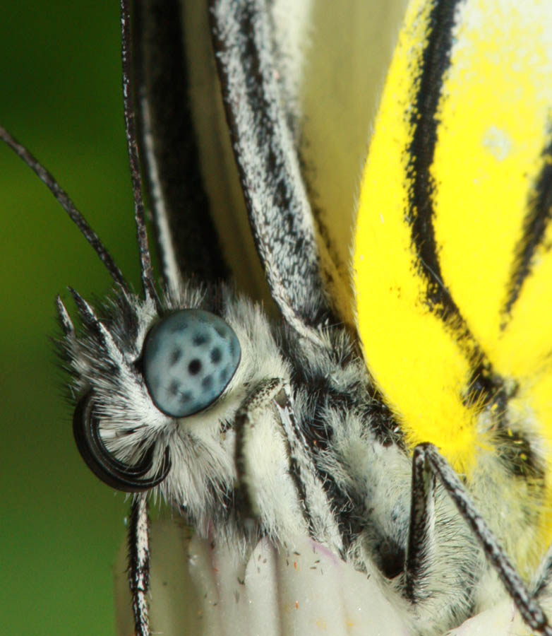 The Eye of a Butterfly