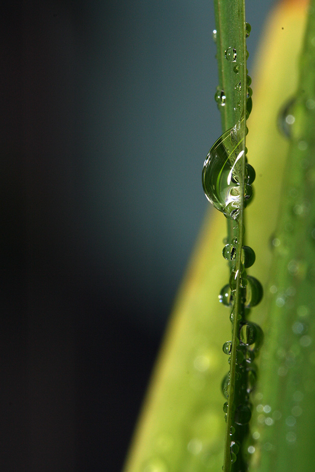 Drops