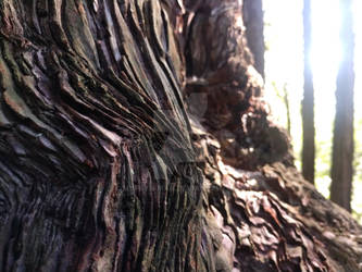 Morning Closeup- Jack London State Park