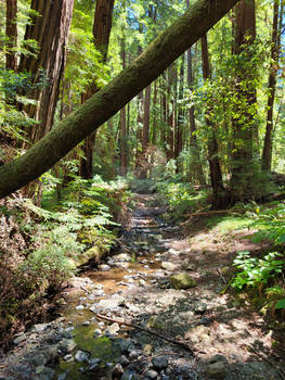 Redwood Creek at Bridge 4