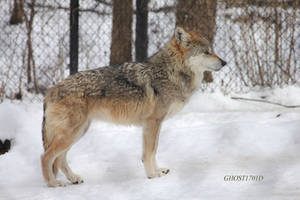 Mexican Wolf Stock 2