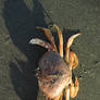 Crab 4