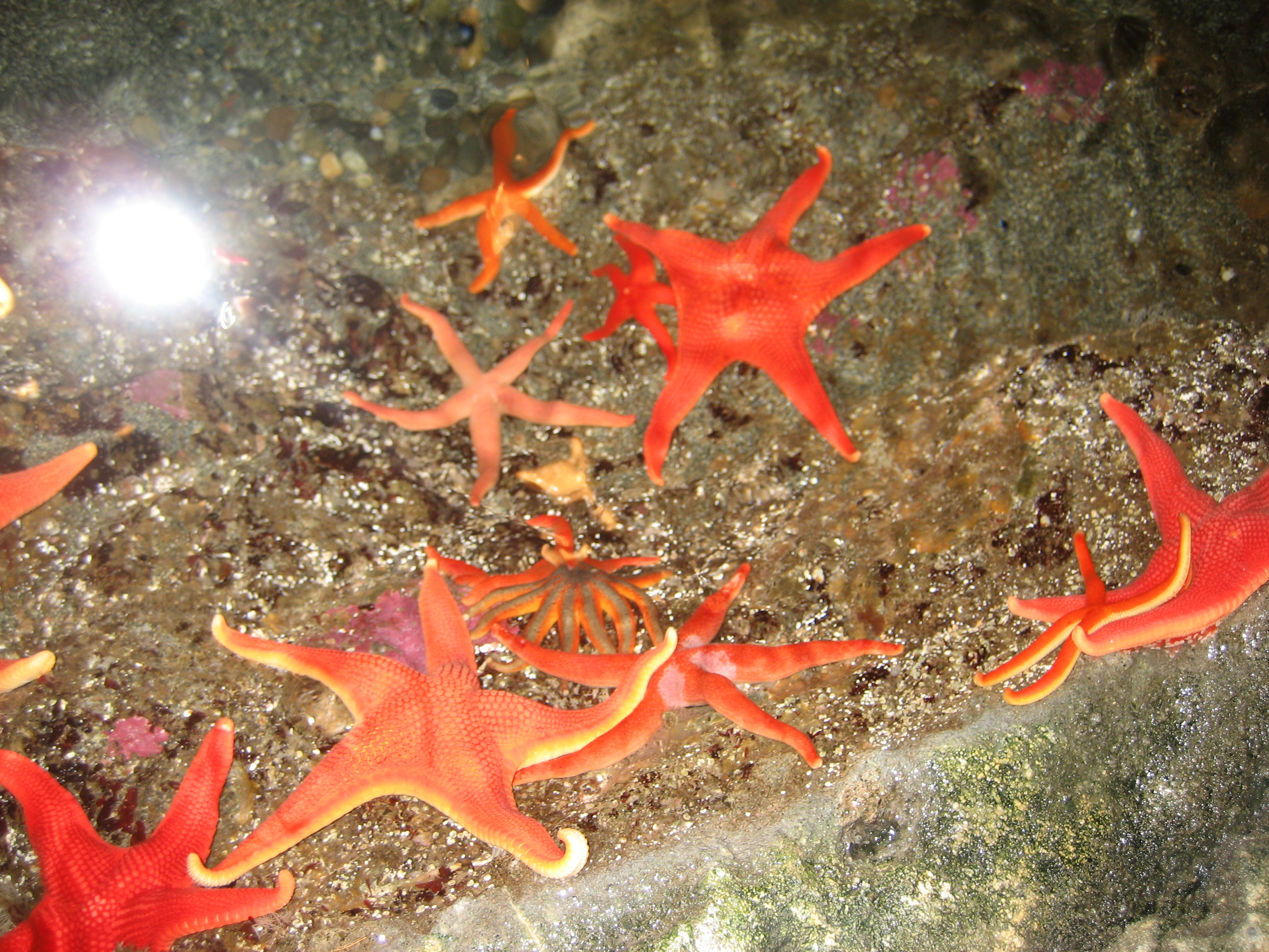 Starfish Stock 2