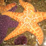 Starfish Stock 3