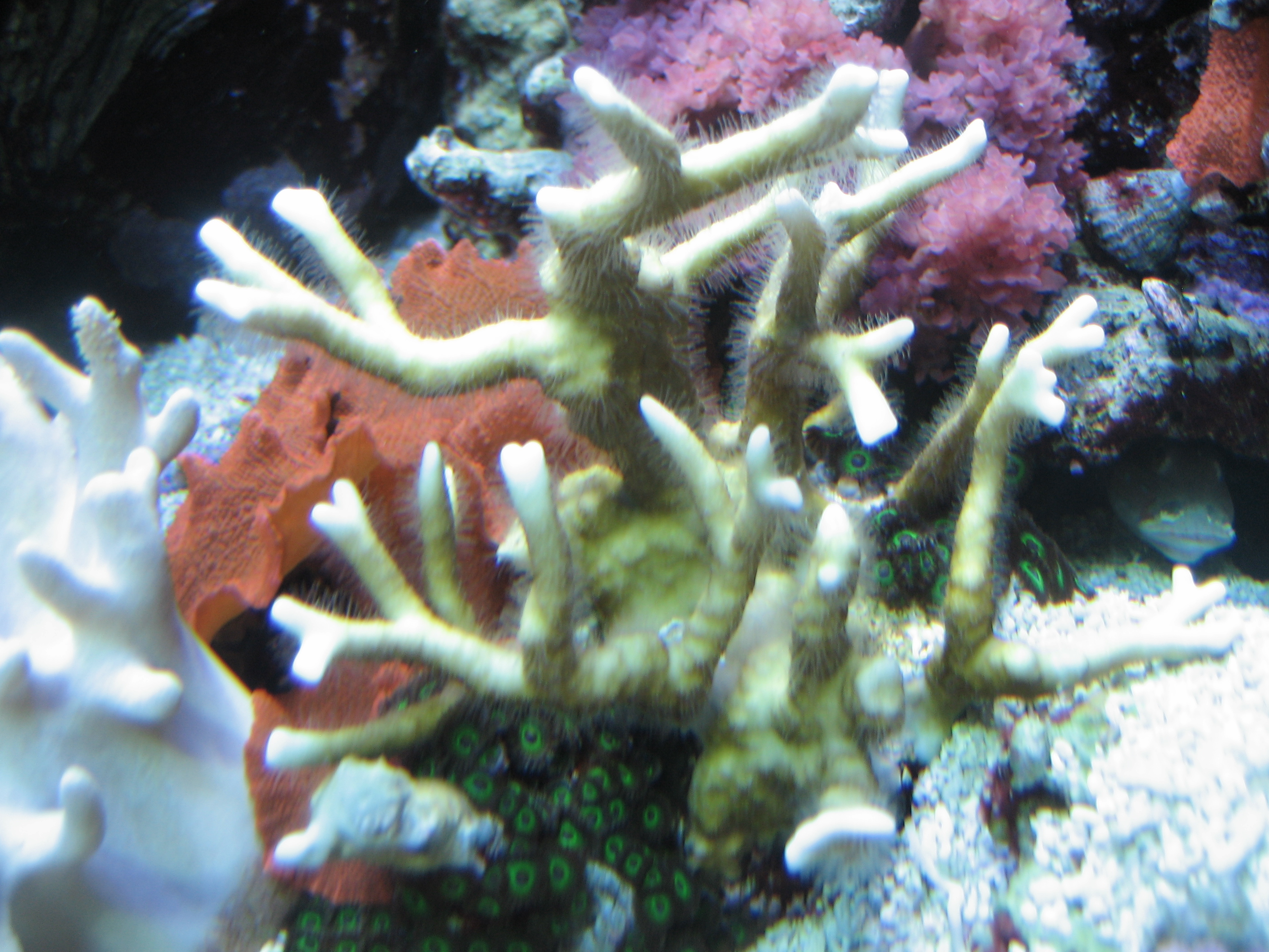 Coral Stock 7