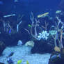 Coral Reef 4