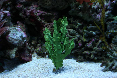 Green Coral Plant