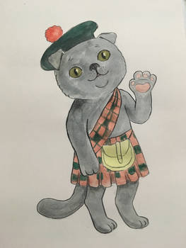 Scottish cat