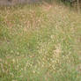 Grass 2