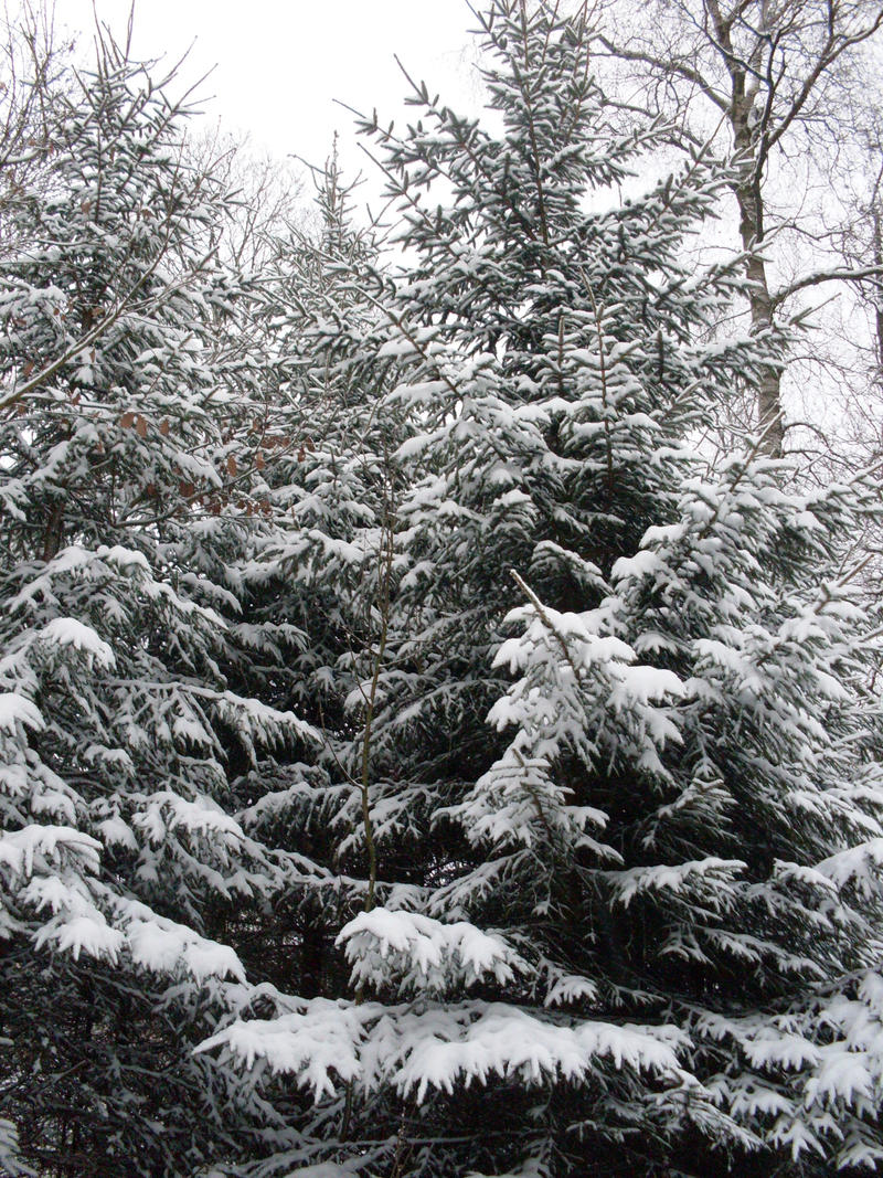 Snowy Trees II