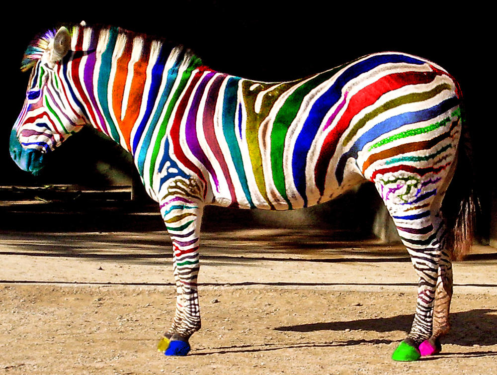 Rainbow Colored Pencil Zebra Baby by OwlsomeDelights on DeviantArt