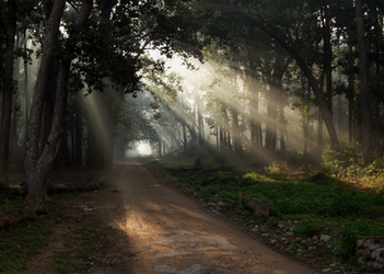 Corbett National Park003 by DebasishPhotos