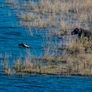 Corbett National Park011