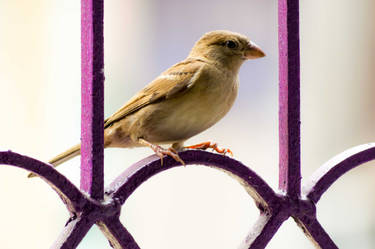 Birds of my locality 3