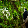 Black-crowned night heron