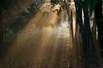 Morning Rays - a very very long wait.