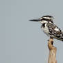 Pied Kingfisher.