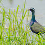 Bronze-winged Jacana.