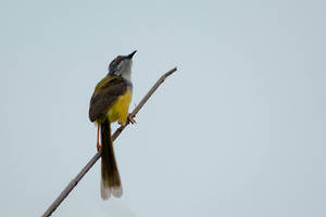 Yellow-bellied Prinia