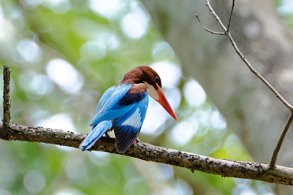 White Throated Kingfisher