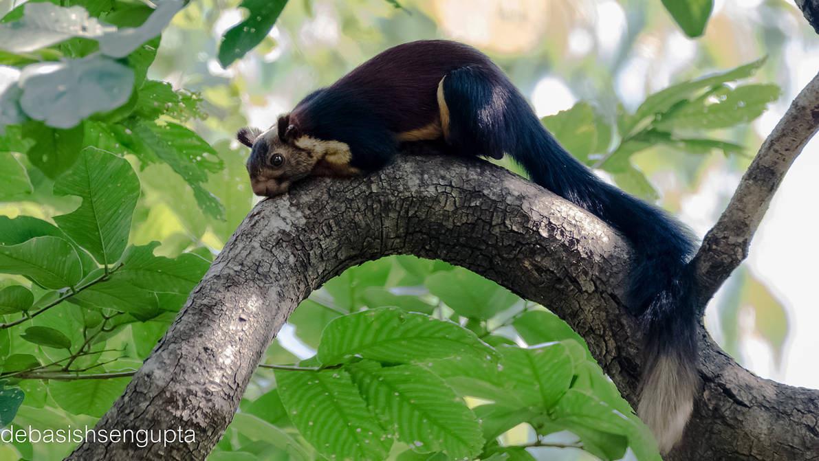 Indian Giant squirrel by DebasishPhotos