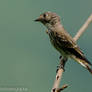 Dark Sided Flycatcher (juv)