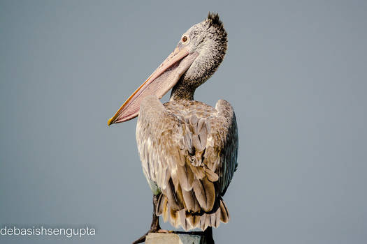 Spot-billed Pelican  (grey pelican).