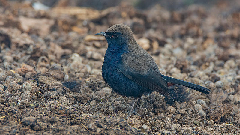 Indian Robin -male