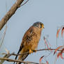 Common Kestral