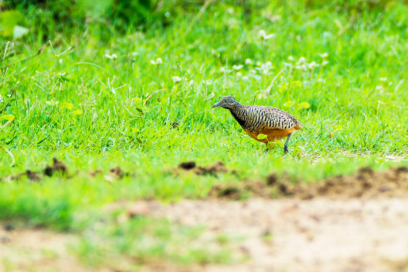 Barred Buttonquail (common bustard-quail)