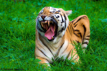 Bengal Tiger