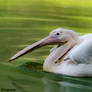 Great White Pelican (Pelecanus onocrotalus)