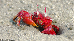 The ghost  of the beach(Red Ghost Crab)