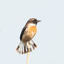 White-tailed Stonechat