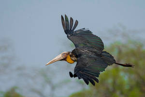 Lesser Adjutant stork