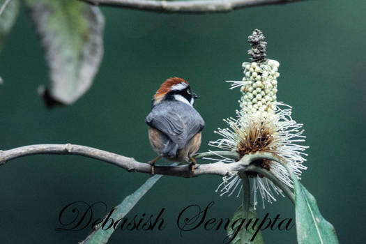 Black-throated Tit