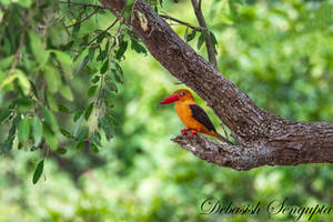 Brown-winged Kingfisher