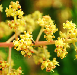 Mango Blossoms