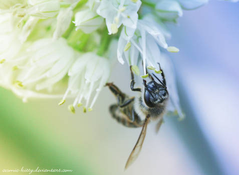 Summer Bee