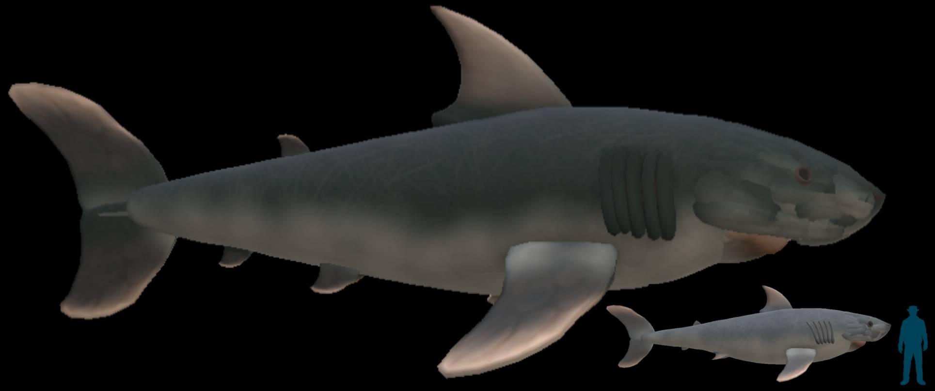 Great white shark and Megalodon size comparison by hsegodzilla on