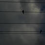 dark birds 2