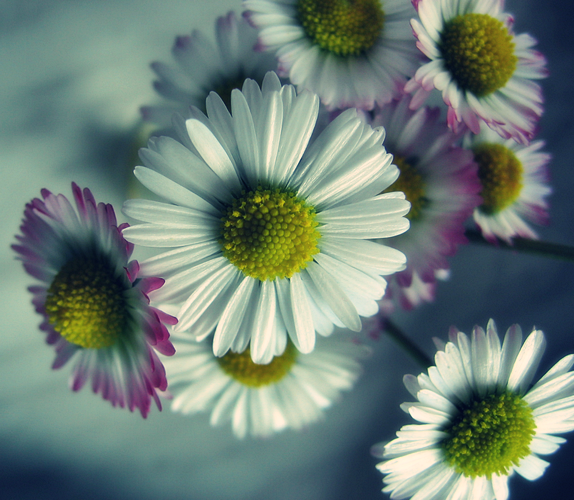 the first daisies